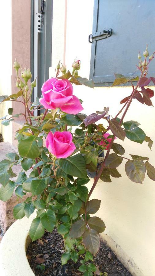 빌라 노바 드 포이아르스 Quinta Do Outeiro B&B 외부 사진