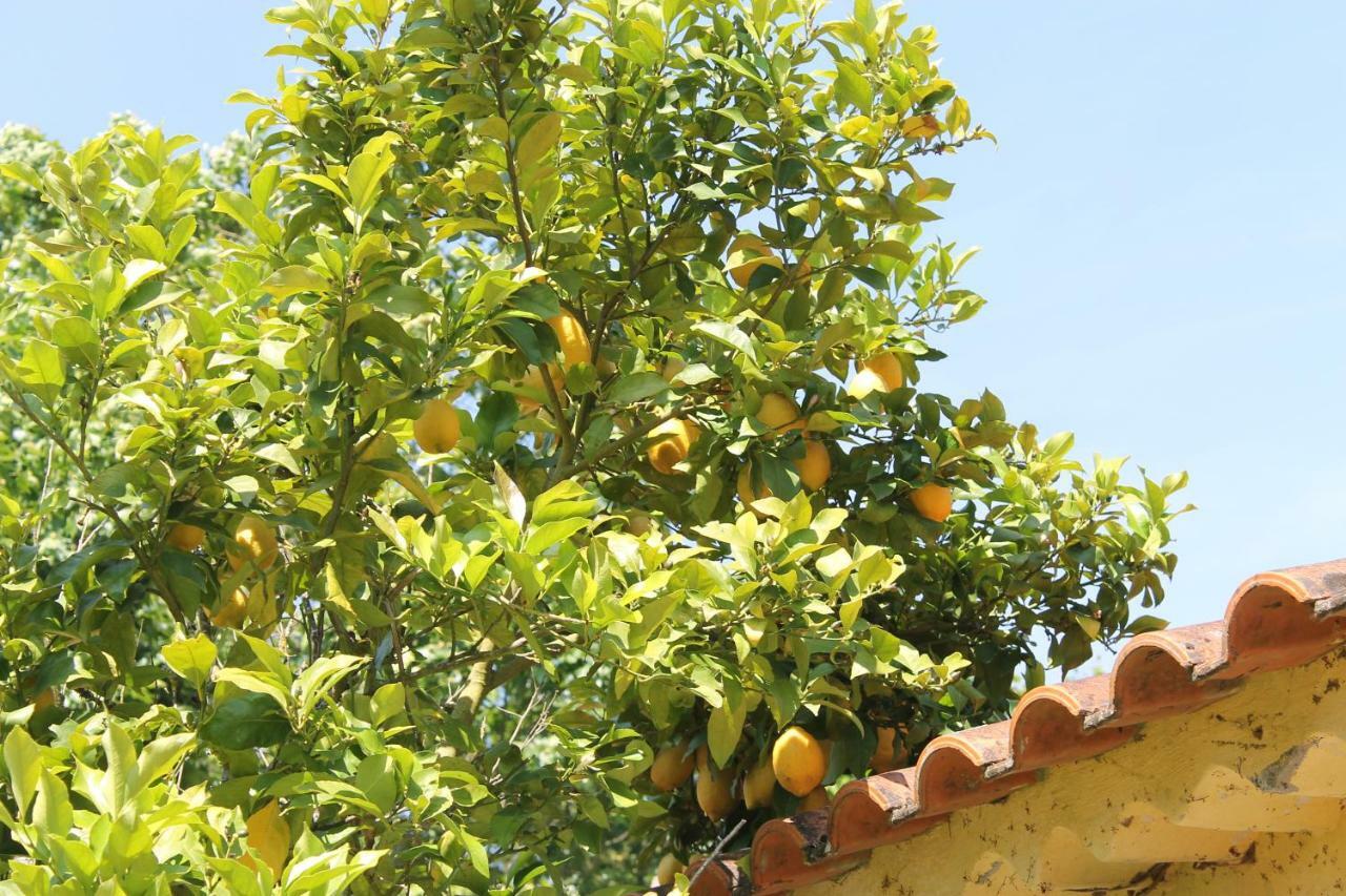 빌라 노바 드 포이아르스 Quinta Do Outeiro B&B 외부 사진
