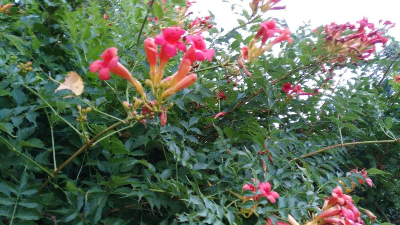 빌라 노바 드 포이아르스 Quinta Do Outeiro B&B 외부 사진